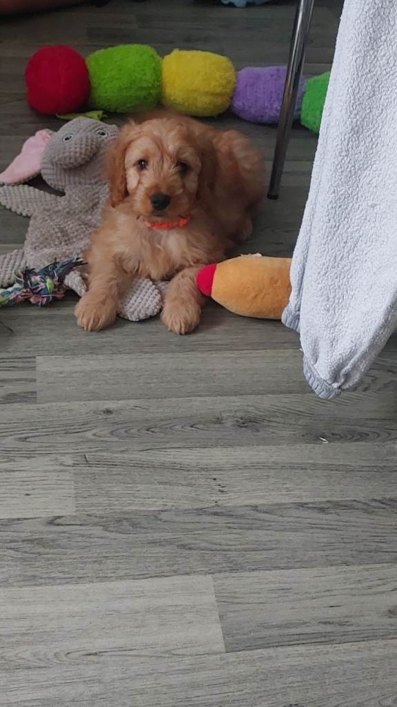 Cockapoo!!!!!!!!!  1 boys remaining ❤️❤️❤️❤️