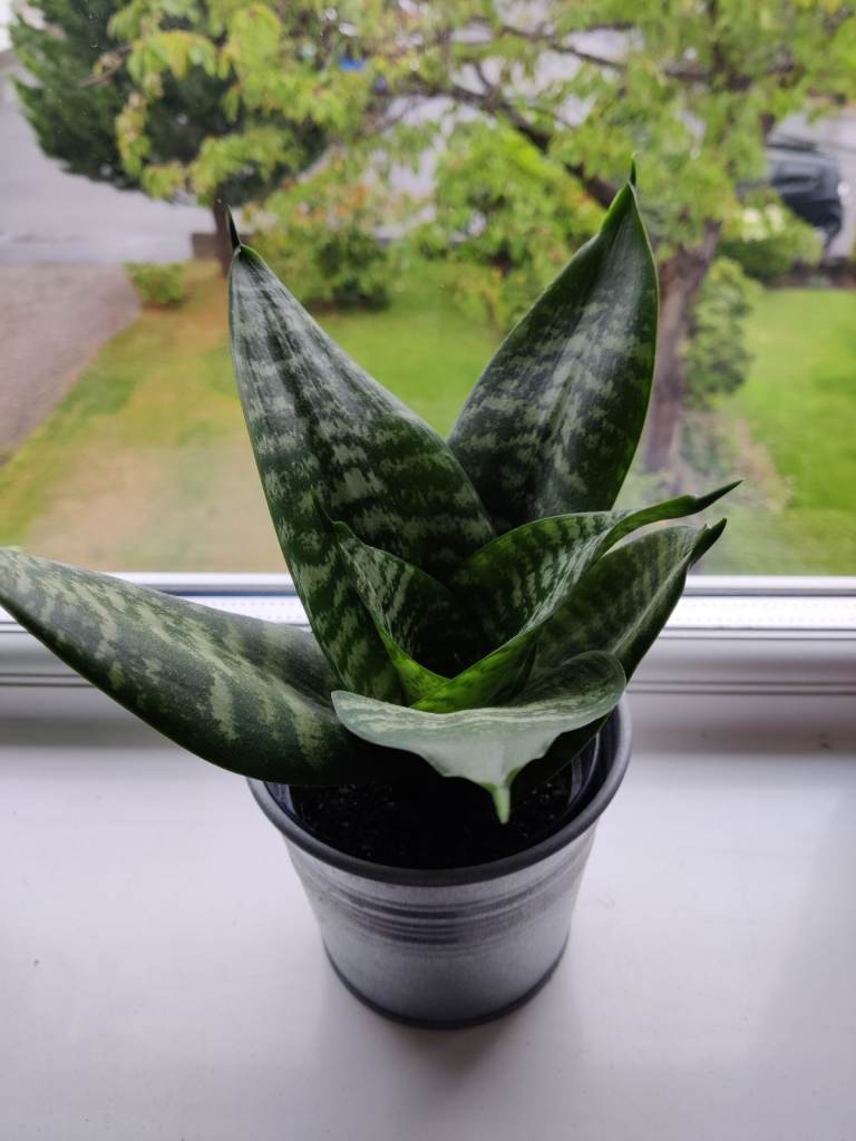 Birds nest snake plant