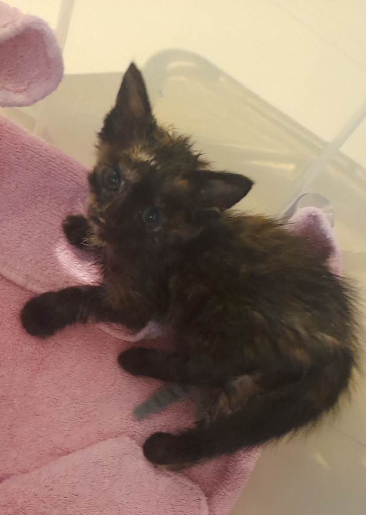 DARK BROWN TABBY KITTEN.