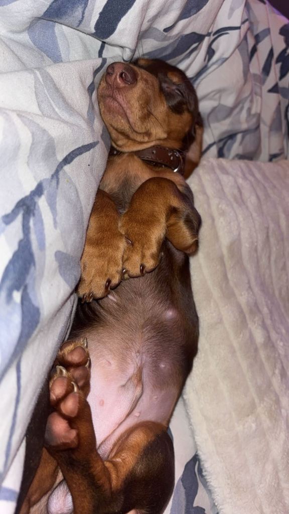 8 month old Daschund Male for sale 