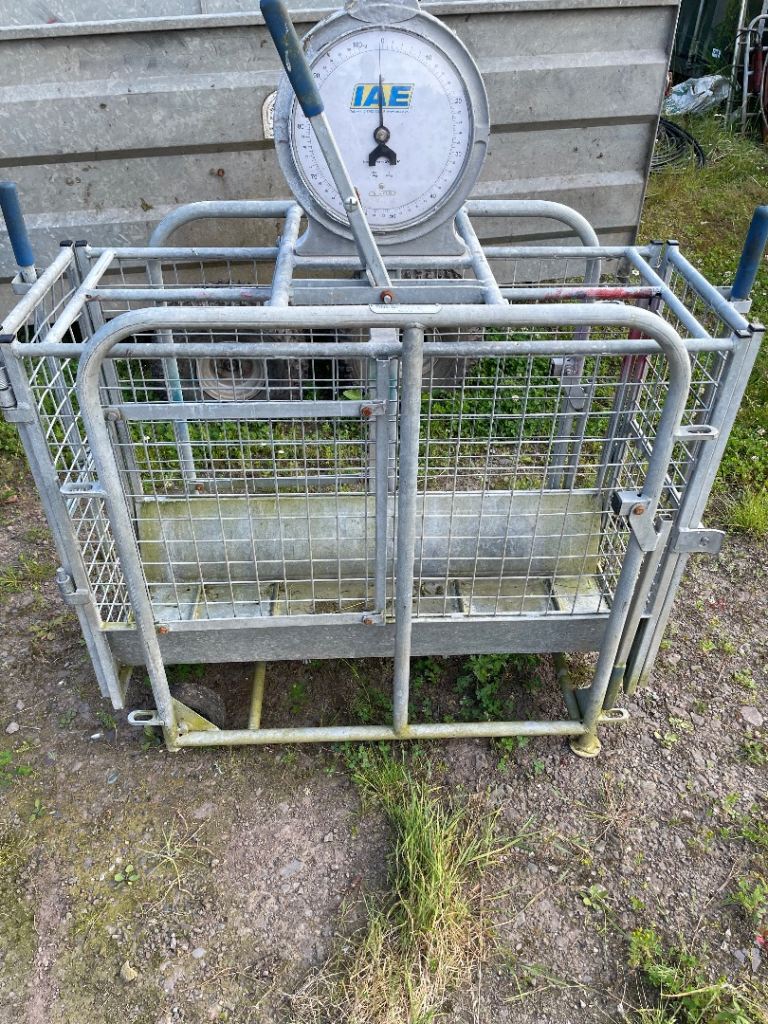 Lamb weigh scales