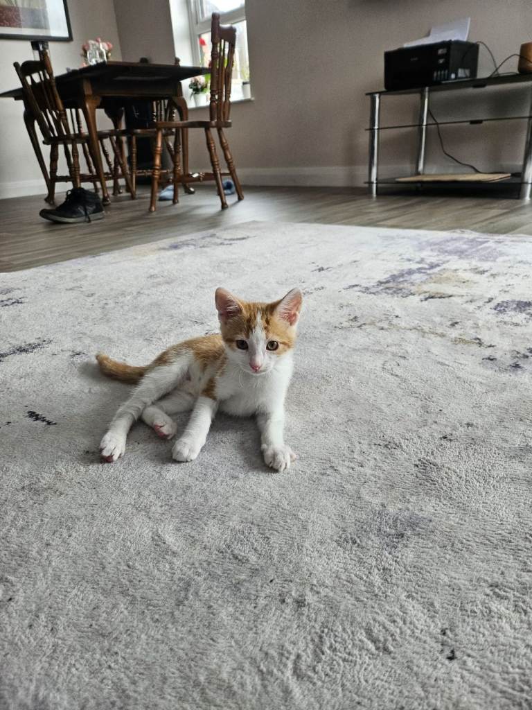 3 months vaccinated kitten 