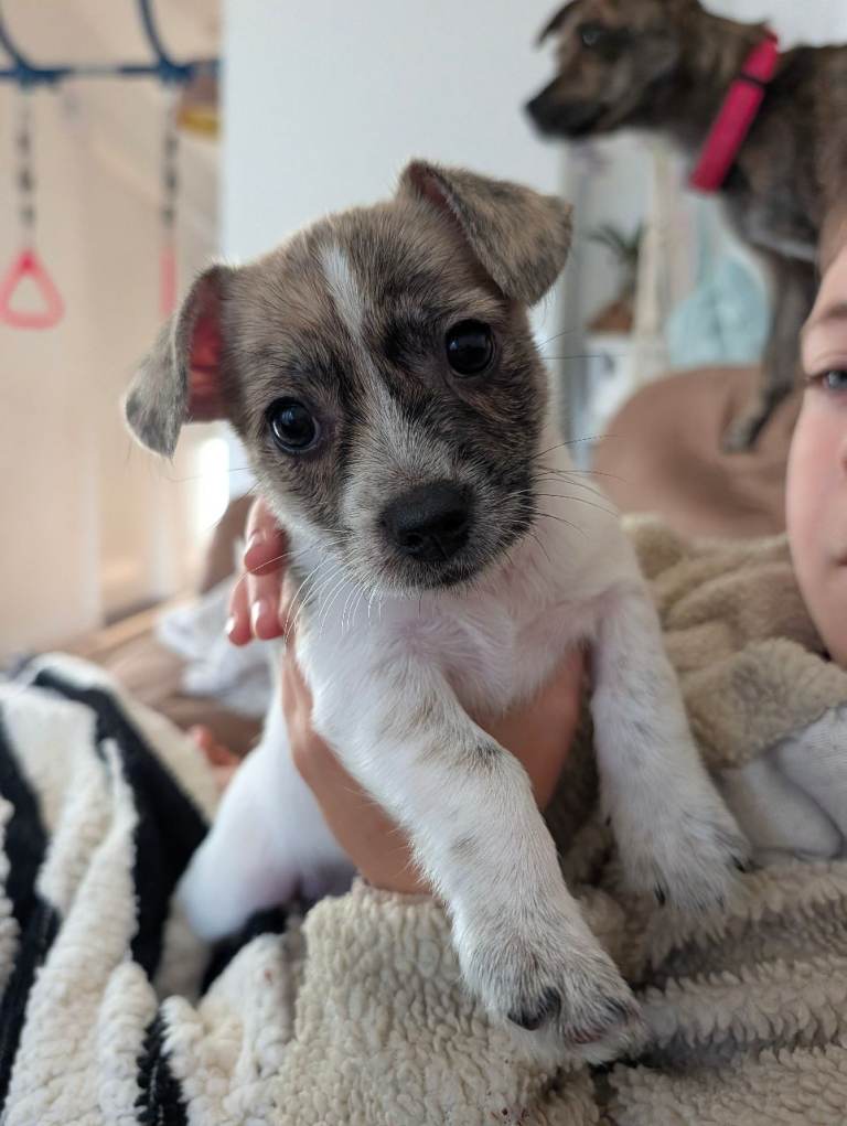 Adorable Jack Russell X Yorkshire Terrier Puppy Looking for a Loving Home