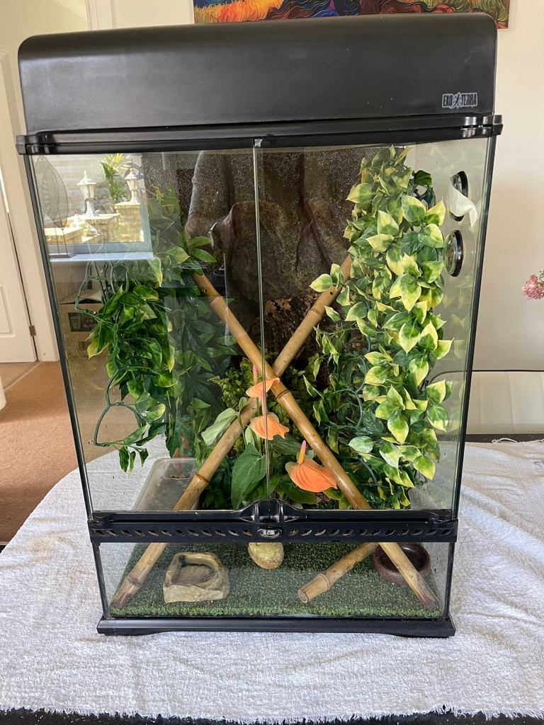 Exo-Terra Full crested geckos set up 
