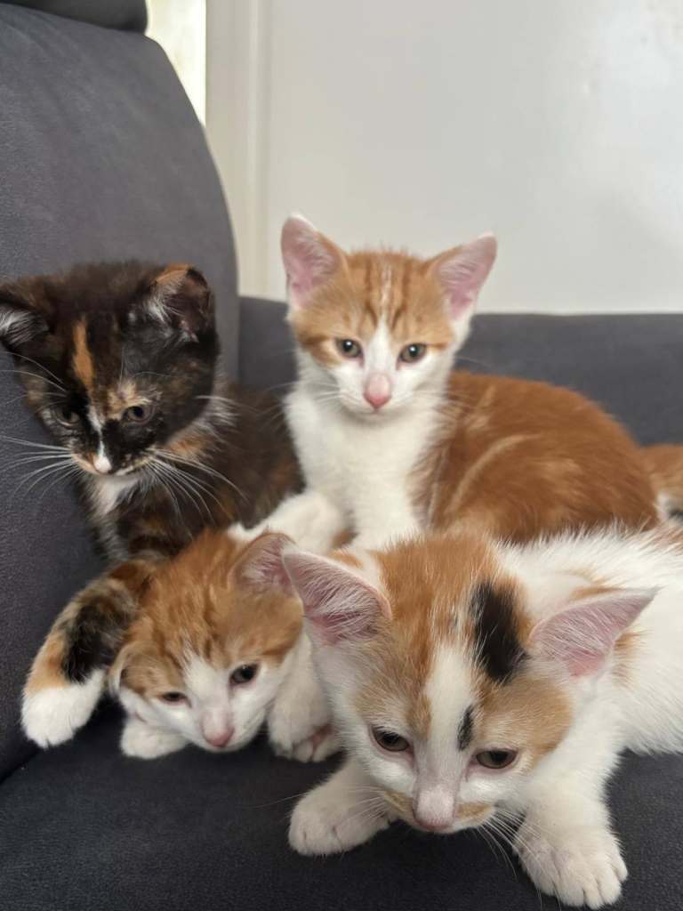 Beautiful Kittens Looking For New Loving Homes