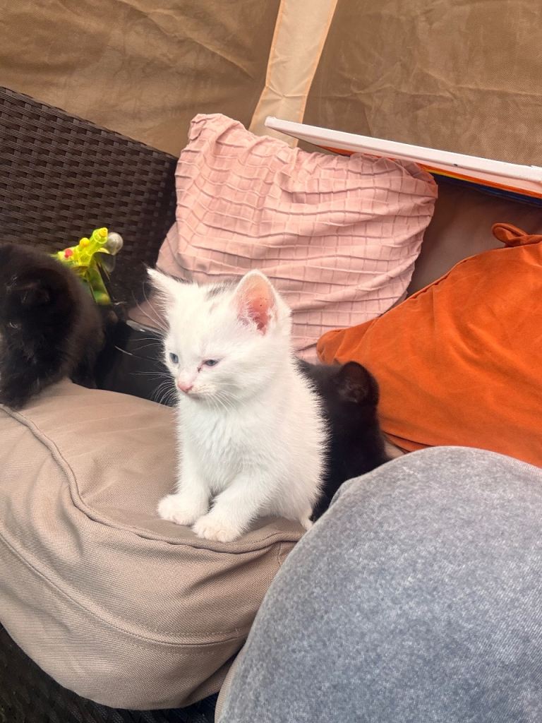 Kitten 