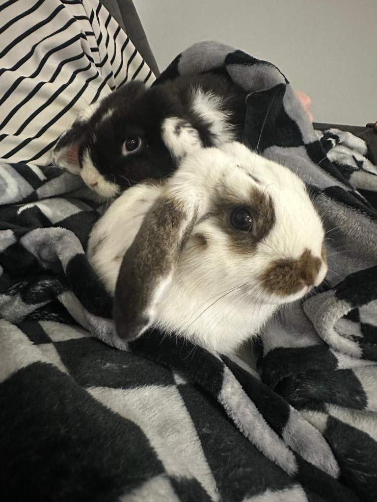 X2 Male Rabbits and set up for sale 