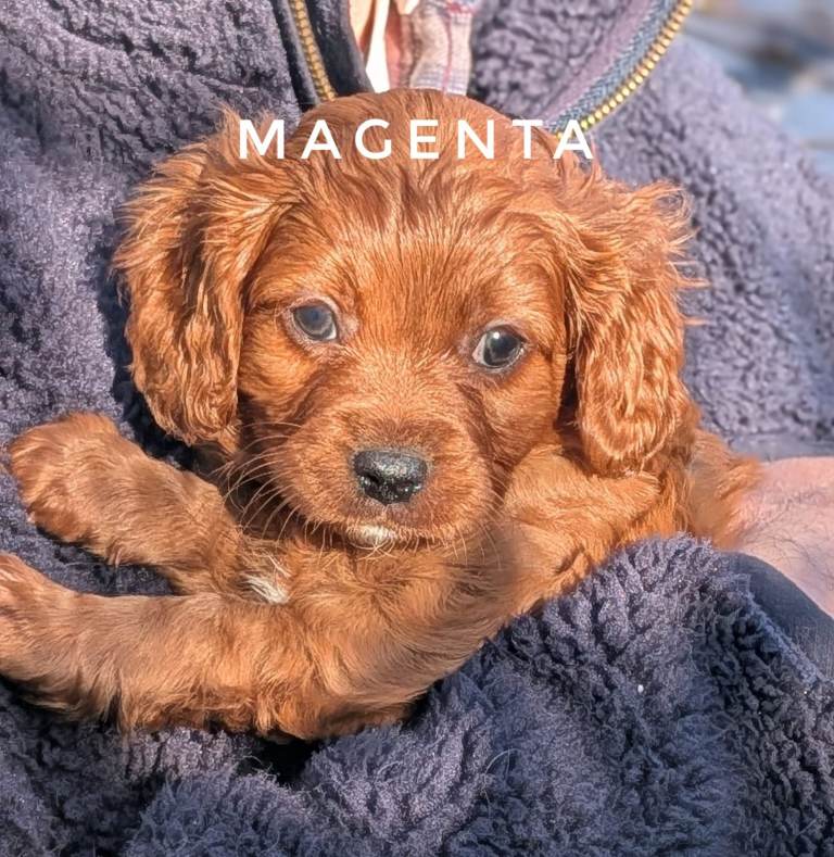Gorgeous, Rare 'Splash' Cavapoo Puppies