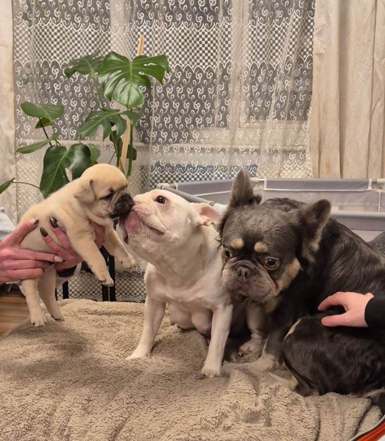 Frenchie puppies for sale 