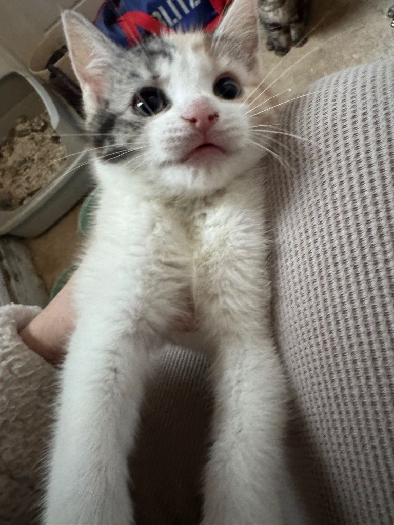 Maine coon cross bengal kittens 