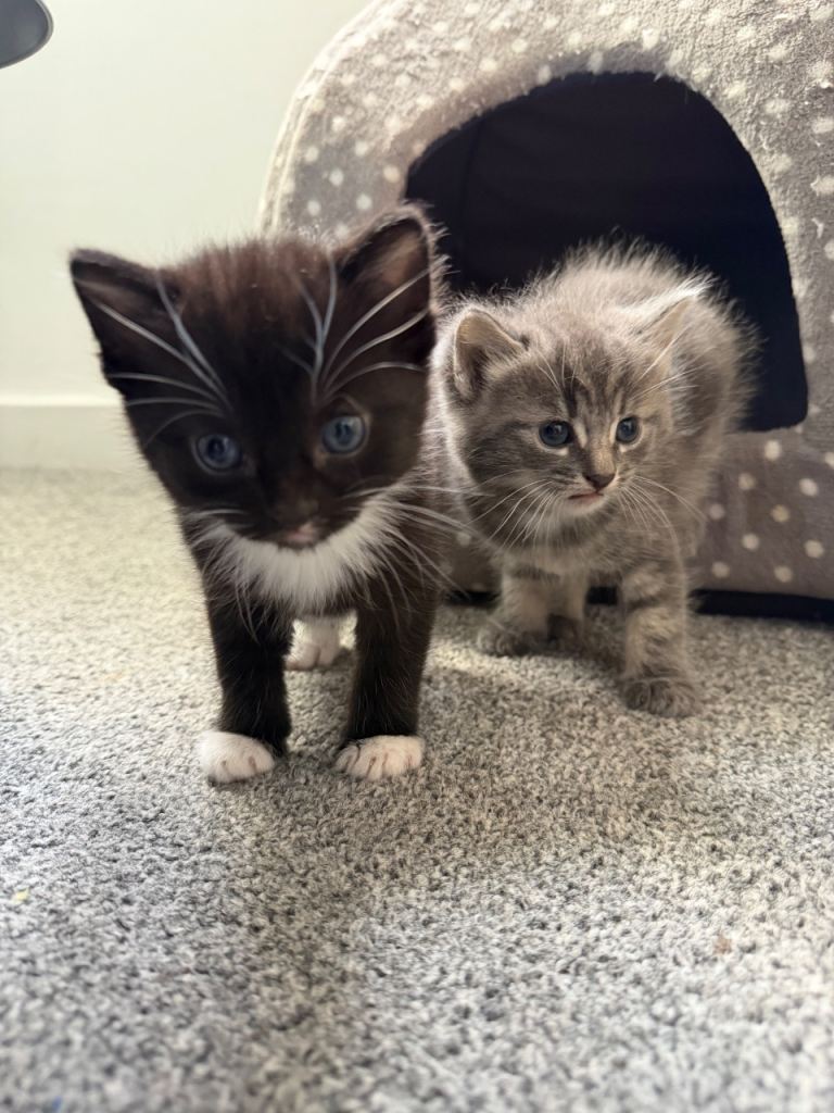 2 male kittens 