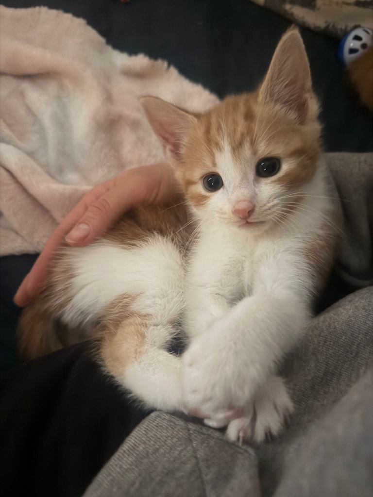 Ginger and white kitten (Male)