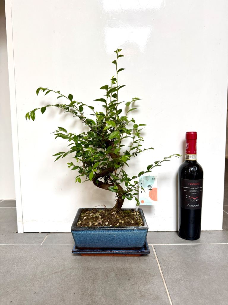 45cm elm bonsai tree indoor outdoor plant 