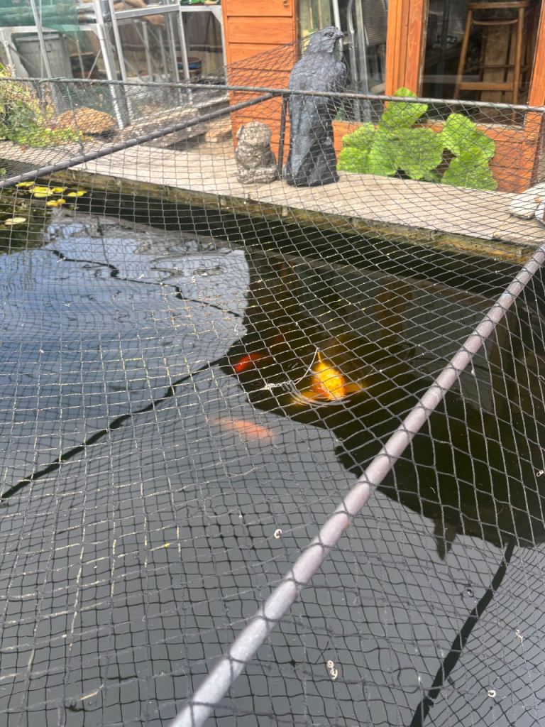 Established Garden Pond with Koi and Evo55 Filter System
