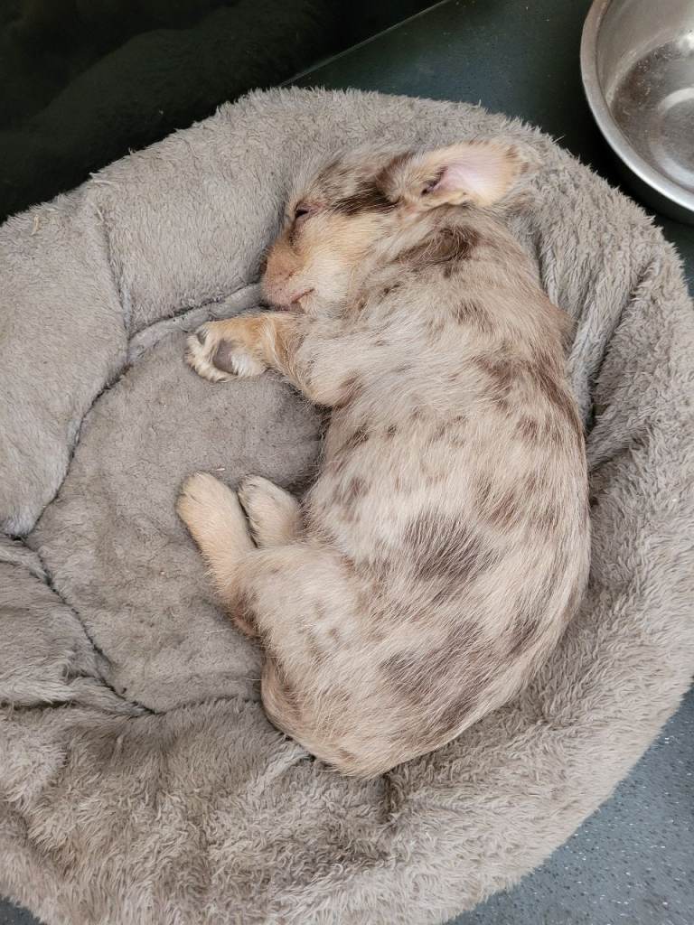 3 female puppies ready for their forever families 