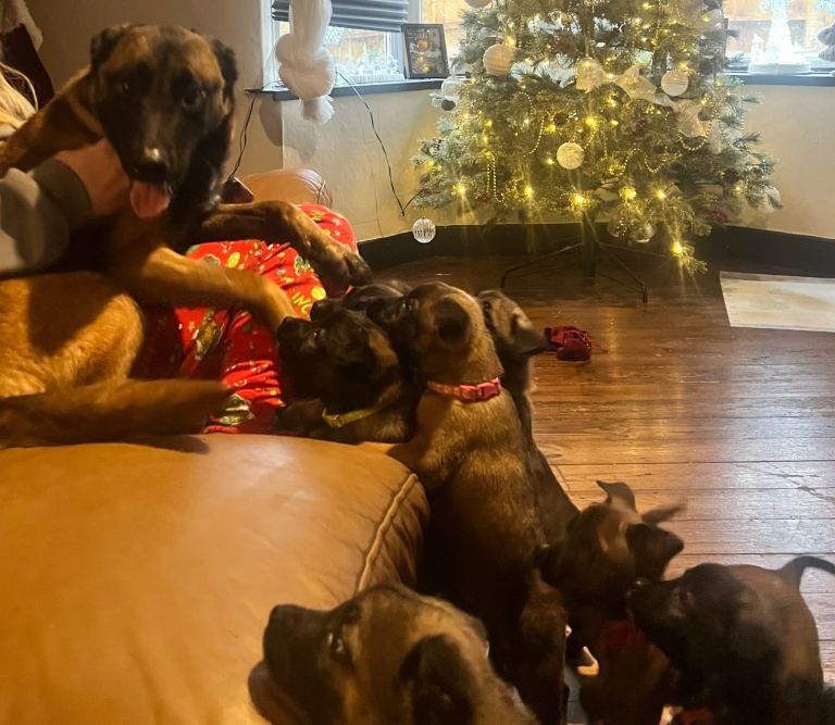 Belgium Mali x shepherd 