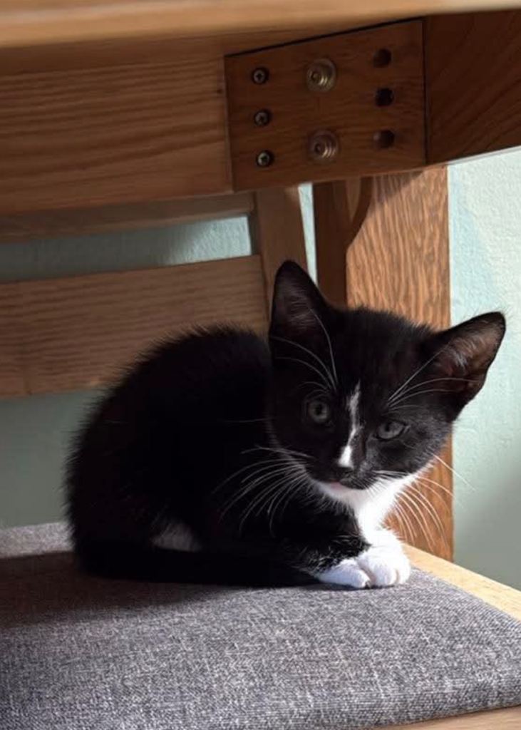 Kittens