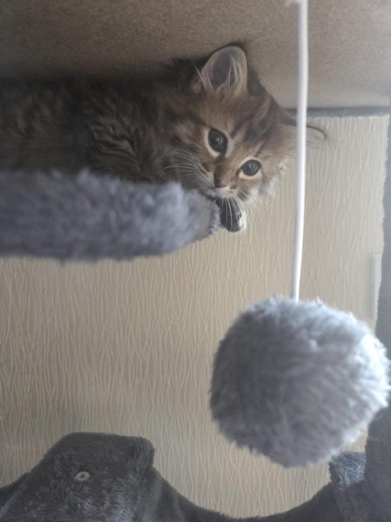 Gorgeous female kitten 