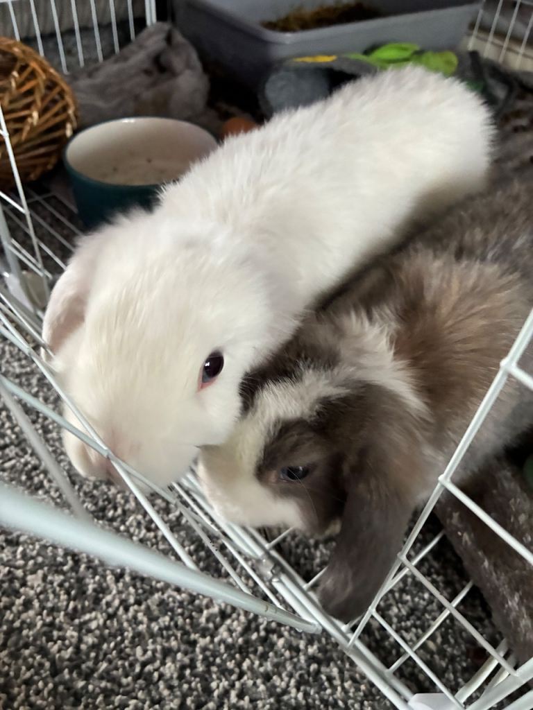 2 male dwarf lop bunny for sale 