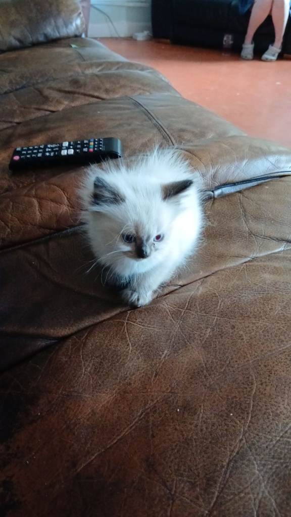 12 week old ragdoll kittens.
