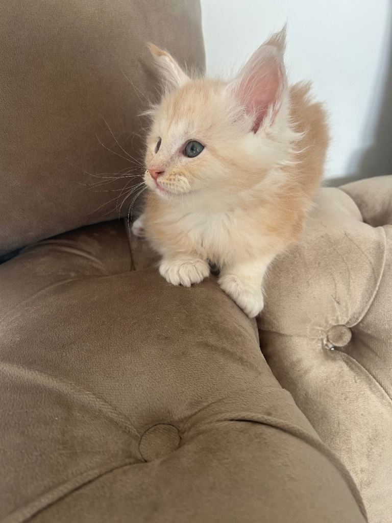 Maine Coon kittens
