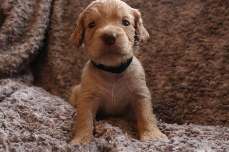 Stunning cocker spaniel puppies 