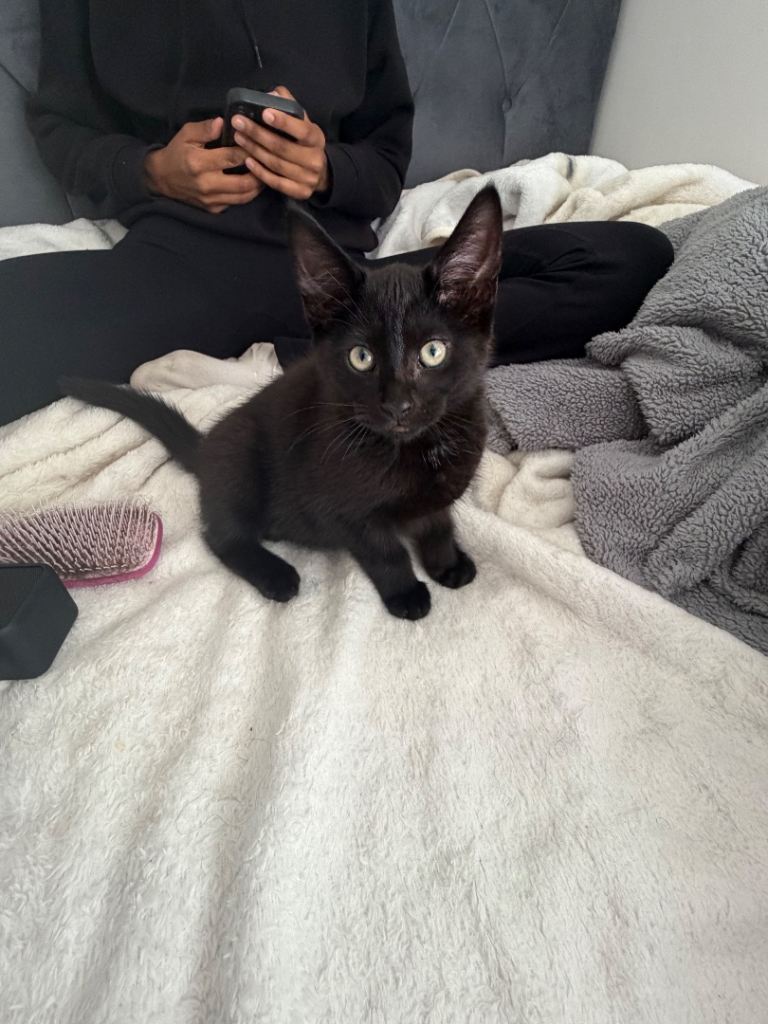 Beautiful black kitten needs urgent rehome