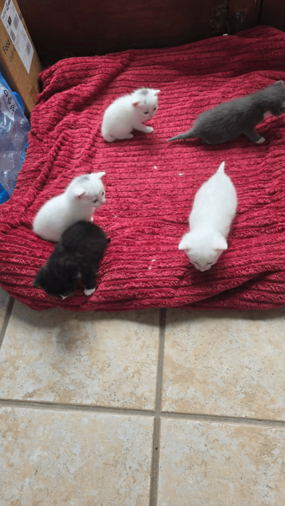 Kittens Turkish Angora