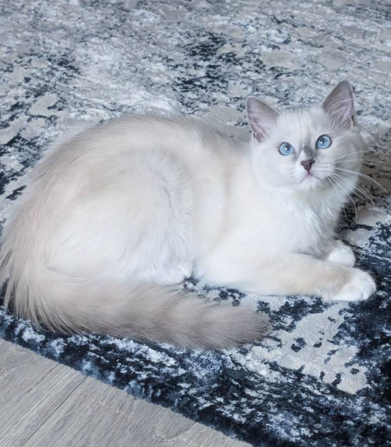 RTG!Champion,TICA reg female Ragdoll kitten 