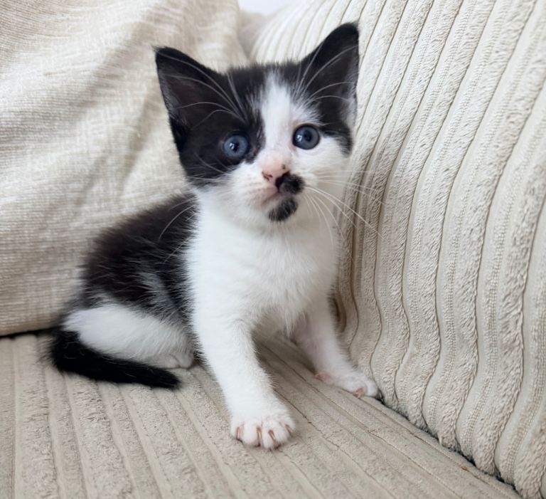 Blue eyed bluebell needs her forever home