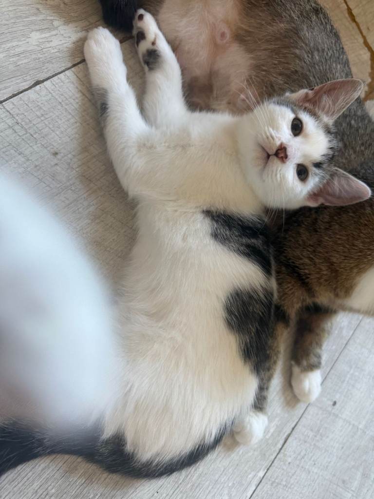 2 female kittens 
