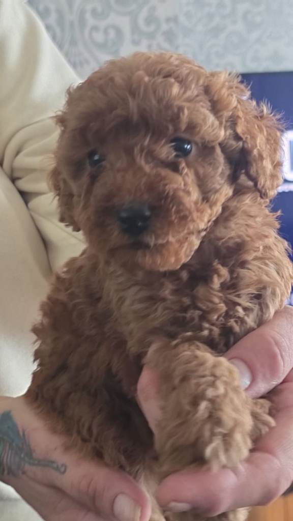 Beautiful F1b cockapoo puppies