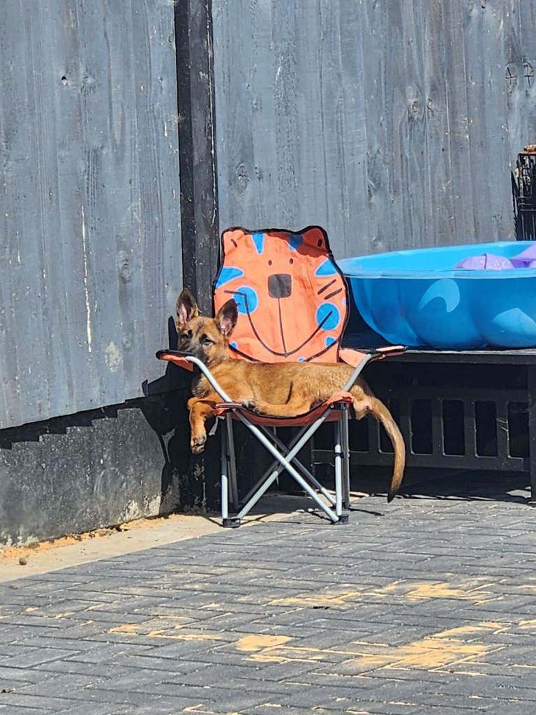 Belgium malinois puppy bitch 