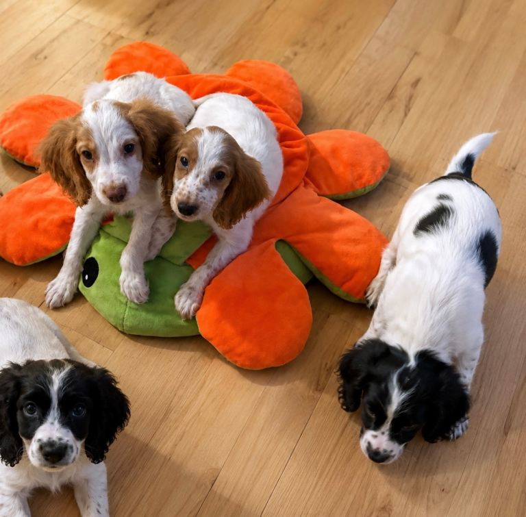 Cockerspaniel puppy’s 