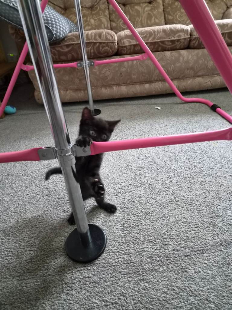 Kittens for sale