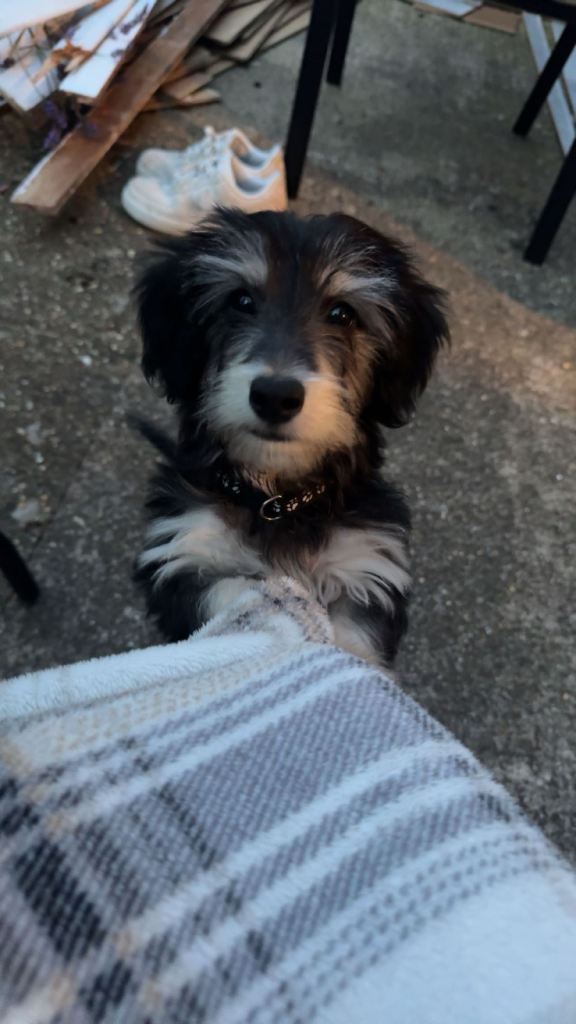 Datchyjack puppy for sale 