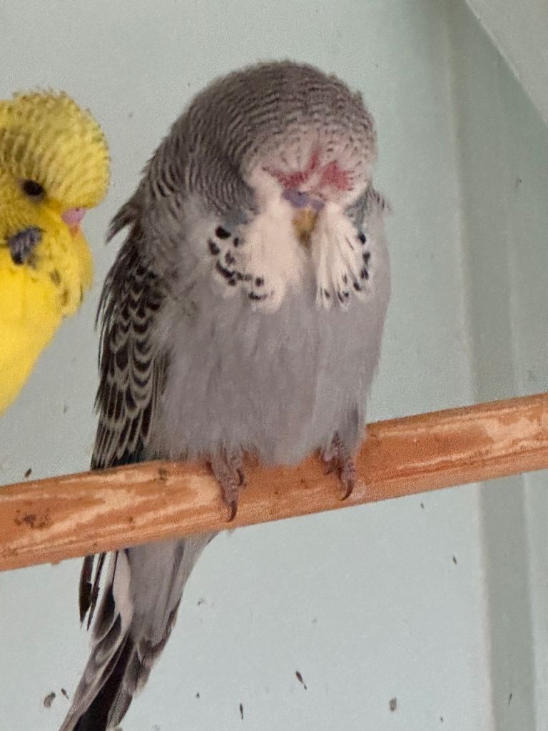 Budgies 