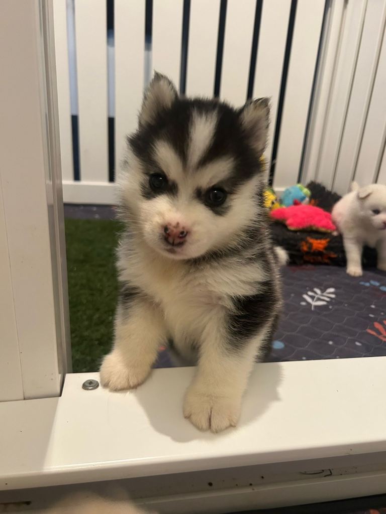 F2 Pomsky Puppies – Luna’s Pride Litter