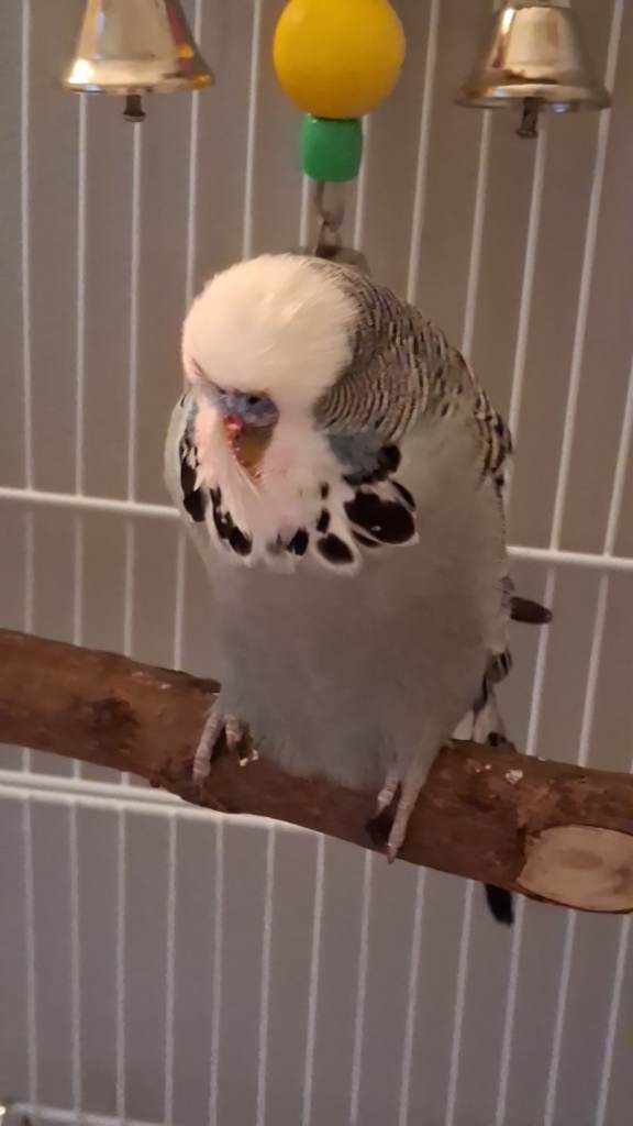 Lost budgie 