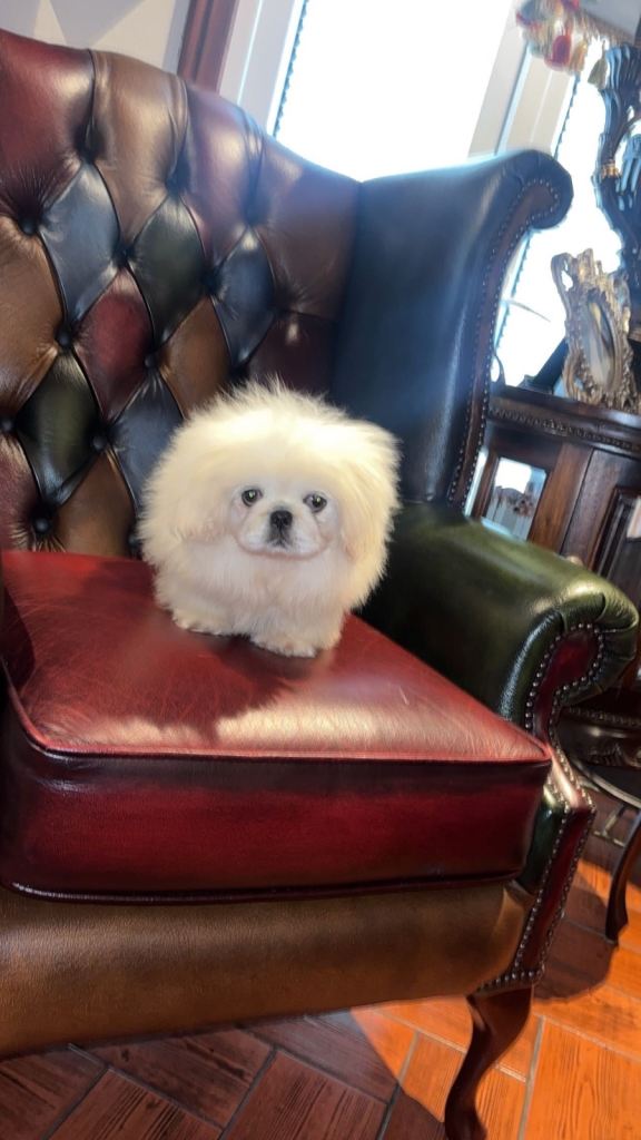 Pekingnese puppy Stunning 🤩 