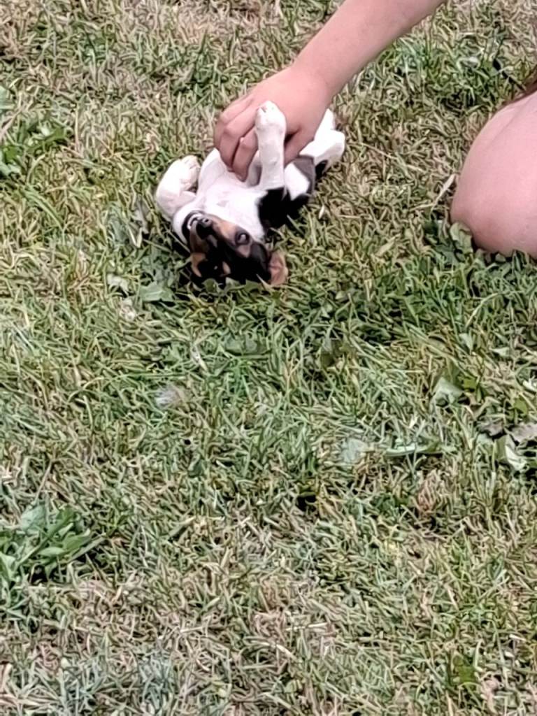 Minature jack russell