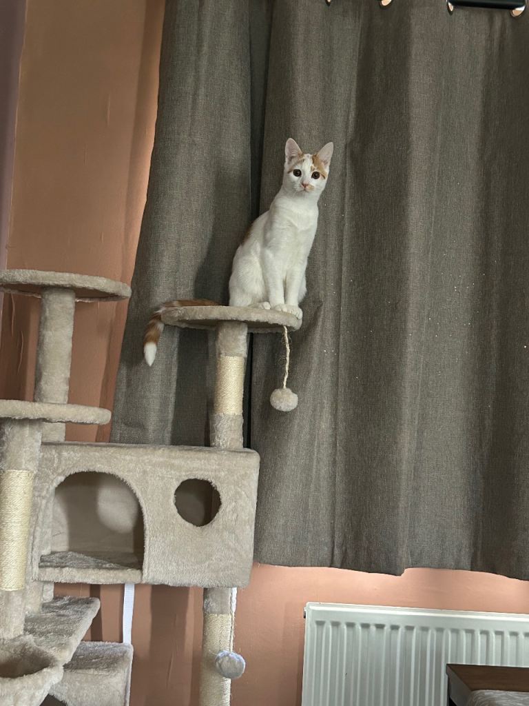 Domestic ginger and white male 6 months 