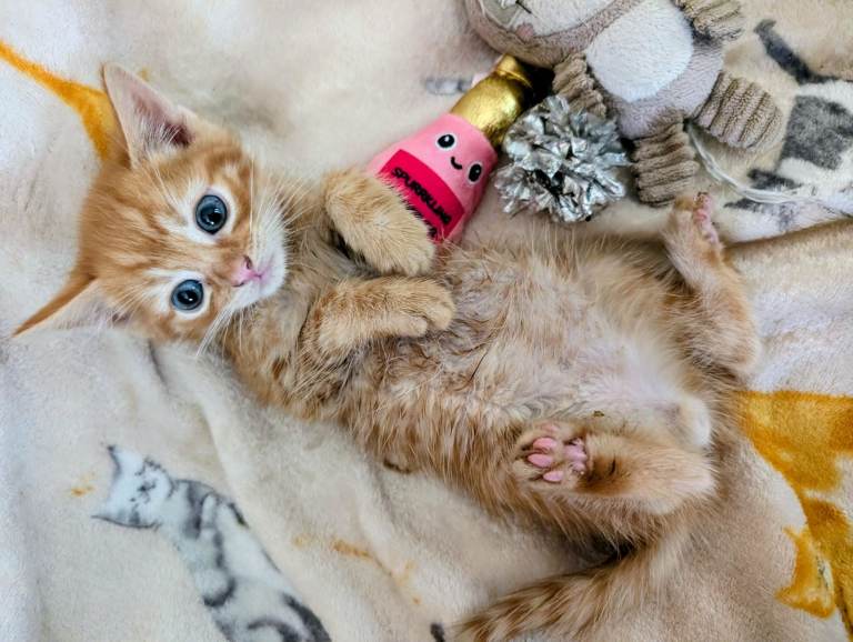 Gorgeous Ginger tabby kittens - British Blue cross   *** MICROCHIPPED***   Wormed, litter trained