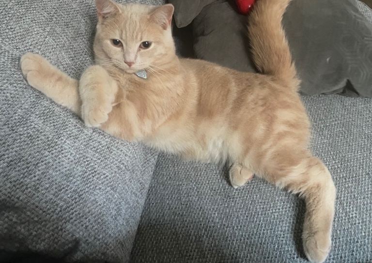 Rare Cream British Short Hair x Russian Blue