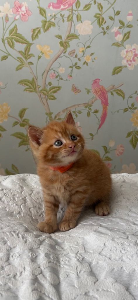 Kittens 