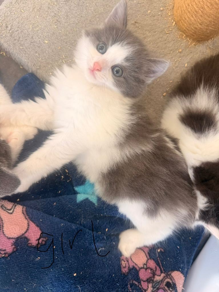 3 grey and white kittens