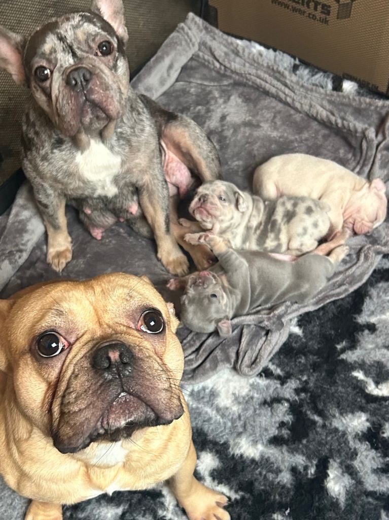 Last little girl needs a home