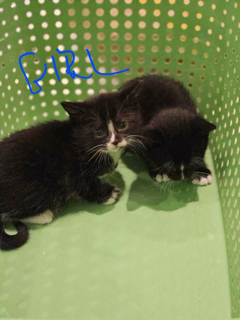 Adorable Black and White Kittens Looking for Forever Homes