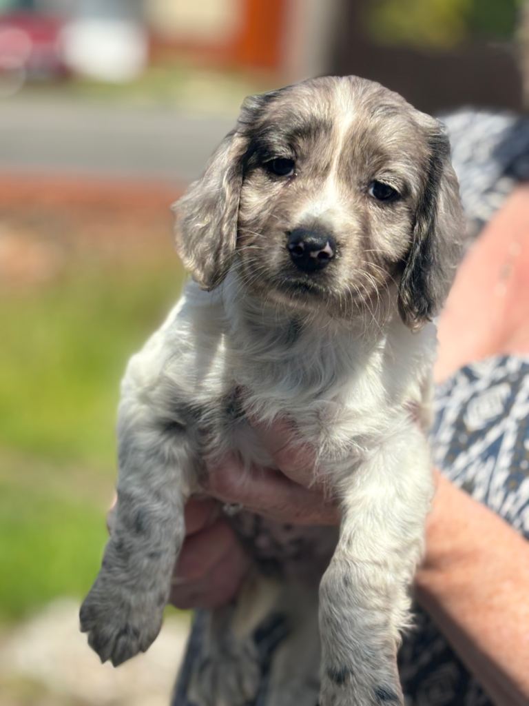 Cocker spaniel 