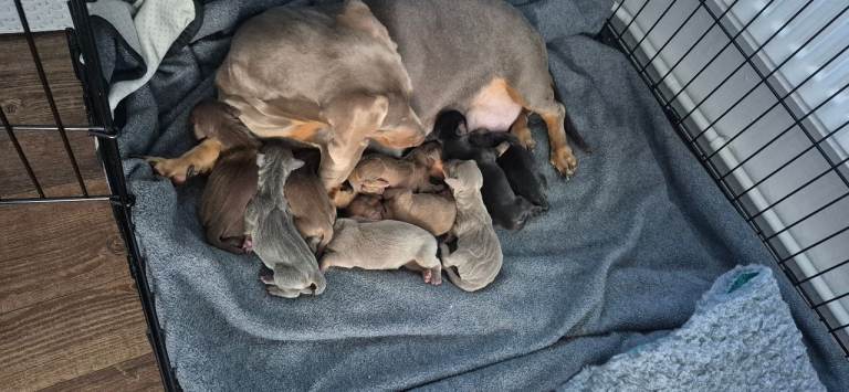 Miniature dashhounds short hair 